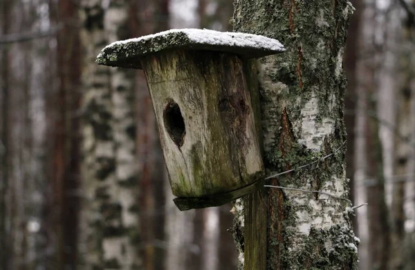 Zicht Het Vogelhuisje Boom Het Winterbos — Stockfoto