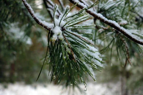Pine branch with snow on a frosty day. — Stock Photo, Image