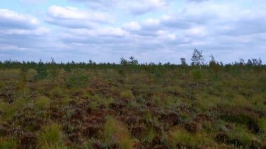 Bulutlu bir sonbahar sabahı rüzgarında küçük bir bataklık manzarası.