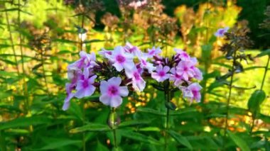 Güneşli bir günde bahçedeki uzun ömürlü çiçeklerin yakın çekimi..