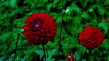 Açık bir günde bahçede kırmızı Gerbera çiçekleri.