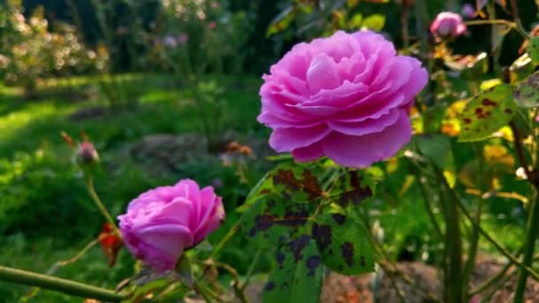 Άποψη ενός όμορφου ροζ τριαντάφυλλου στον κήπο. — Αρχείο Βίντεο
