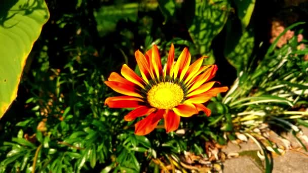 Vacker ljust gul-orange blomma i trädgården. — Stockvideo