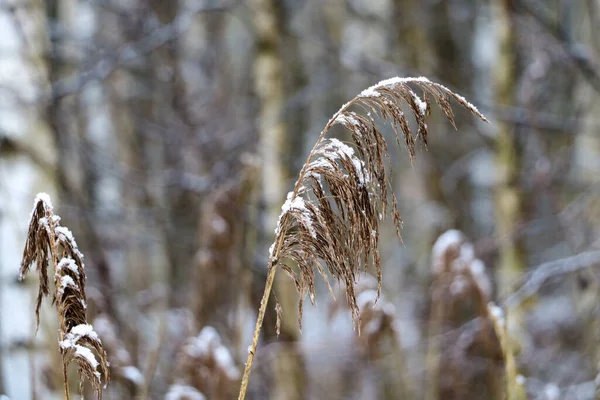 Yellowed Dry Plant Snow Shore Lake — Stock Photo, Image