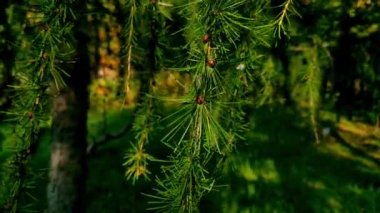 Avrupa tarlakuşunun sarı-yeşil dallarının manzarası.