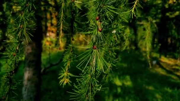 欧洲落叶松的黄绿色分枝景观 — 图库视频影像