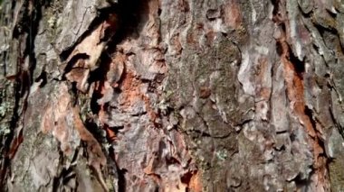 Ağaç kabuğunu kapat. Kamera yukarı hareket ediyor..