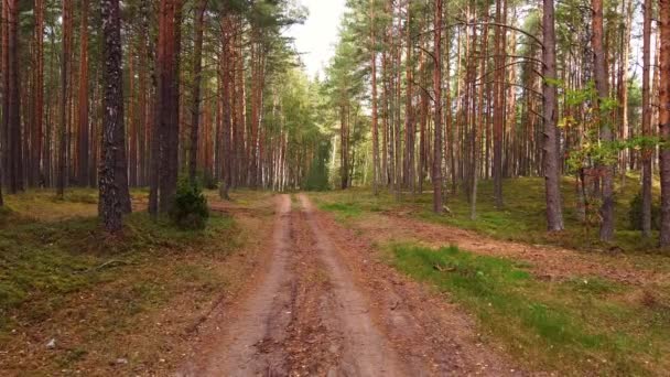 Політ Безпілотника Красивому Сосновому Лісі Восени — стокове відео