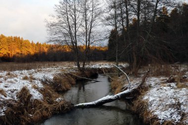 Suda kütükleri olan nehir manzarası