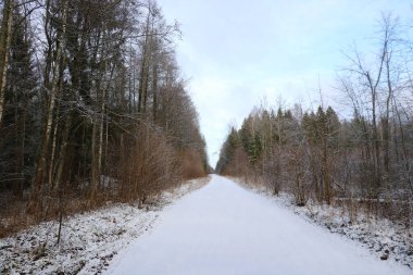 Ormandaki karlı yolun manzarası