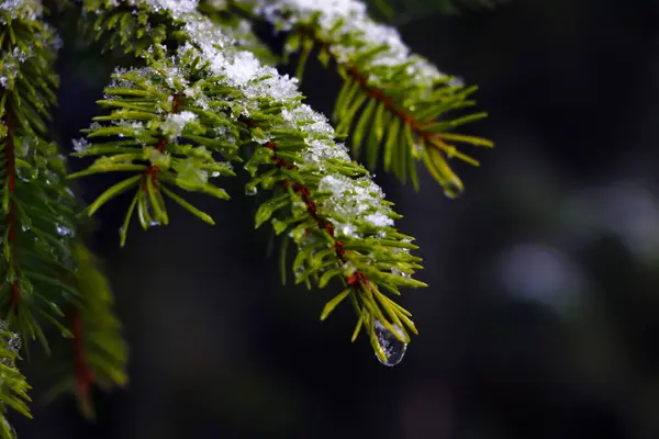 Young Green Spruce Branch Snow Selective Focus — Stock Photo, Image