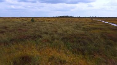 Rüzgarlı bir günde sonbaharda bataklıkta uçan bir dron..
