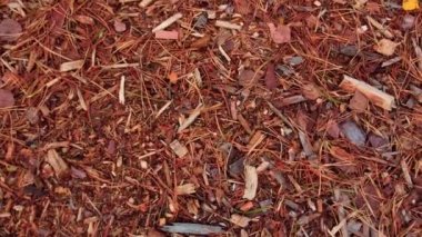 Sonbaharda ormanın en üst manzarası. Yeryüzü sarı yapraklar ve iğnelerle dolu..