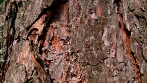 Κοντινό Πλάνο Κορμού Δέντρου Και Φλοιού — Αρχείο Βίντεο