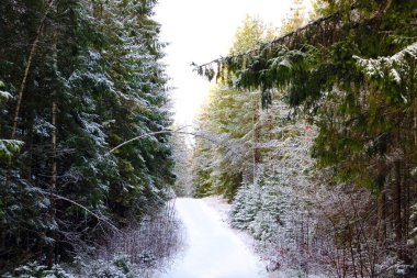Ormandaki kış yolu manzarası çok güzel.
