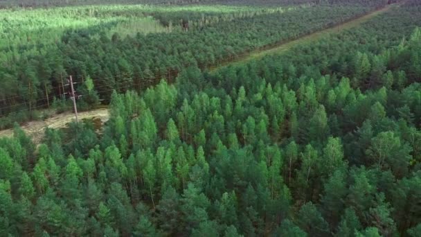 Utsikt Från Höjden Vacker Grön Skog — Stockvideo