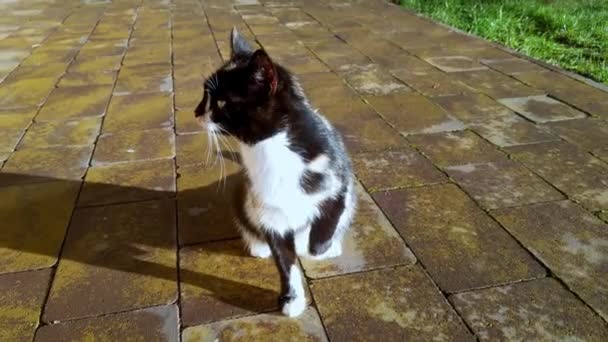 Eine Schöne Schwarz Weiße Hauskatze Sitzt Auf Einer Kalten Fliese — Stockvideo