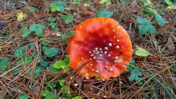 Primer Plano Una Mosca Roja Agárica Bosque — Vídeos de Stock