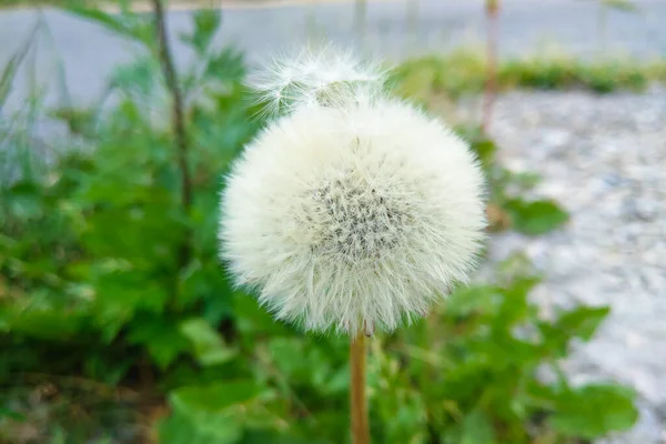 View Beautiful Big Dandelion Park — Stock Photo, Image