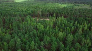 Yeşil ormanın kuş bakışı manzarası.