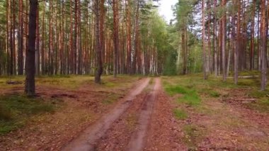 Orman yolundaki ormanda İHA uçuşu.