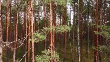 İHA bulutlu bir günde ormanın içinden havalanıyor..