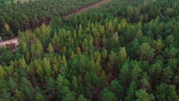 Filmato Aereo Drone Sopra Foresta Verde Strada — Video Stock