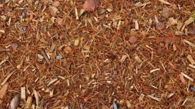 Rüzgâr kurumuş yaprakları ve kenarlara sarı iğneleri saçıyor..