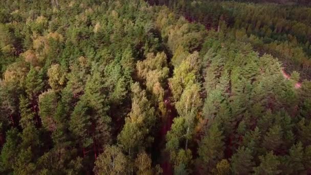 Lot Dronem Nad Jesiennym Lasem Sosnowym — Wideo stockowe