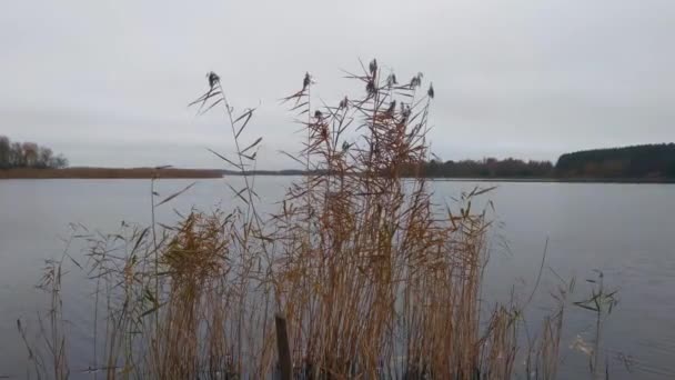 Gedroogde Riet Zwaaien Wind Buurt Van Het Meer — Stockvideo