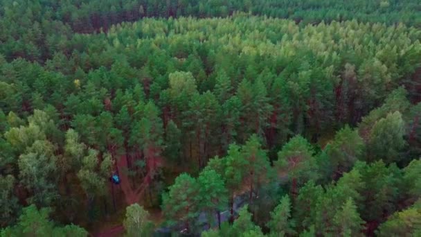 Lot Dronem Nad Zielonym Lasem Drogą — Wideo stockowe