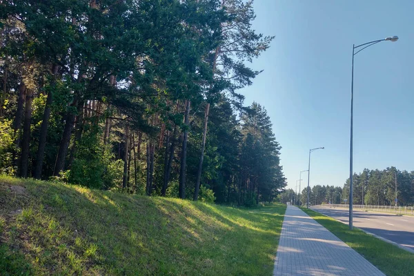 Uitzicht Het Wandelpad Naast Het Groene Bos — Stockfoto