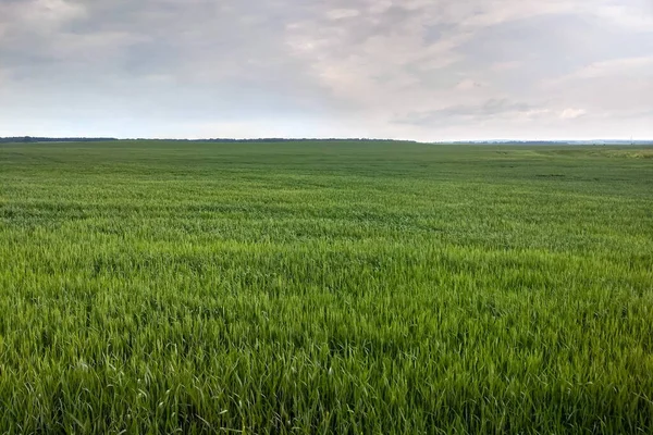 Widok Piękne Zielone Pole Wiosną Lub Latem — Zdjęcie stockowe