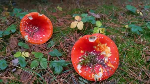 View Large Fly Agarics Clearing Forest — Stock Video