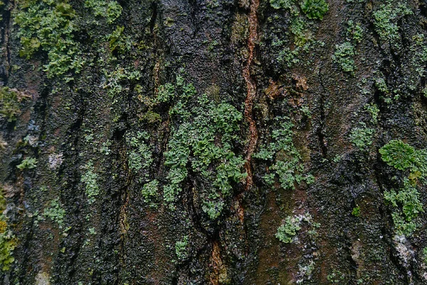 Zbliżenie Mokrym Drewnianym Stole Zielonym Mchem — Zdjęcie stockowe
