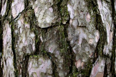 Eski bir meşe ağacı kabuğunun doku arkaplanının yakınlaştırılması