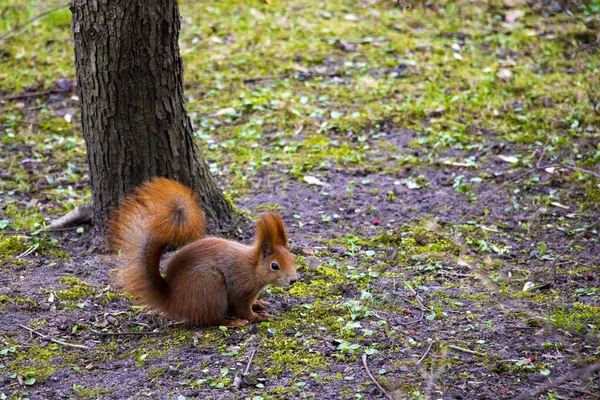 公園に座ってナッツを食べる忙しい尾を持つ美しいリス — ストック写真