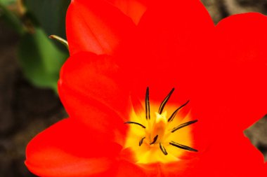 Lale. Güzel bir buket lale. Renkli laleler. Baharda laleler, renkli laleler