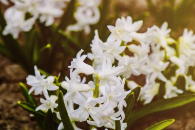 Baharda bahçede parlak beyaz sümbül çiçeği, yumuşak odak