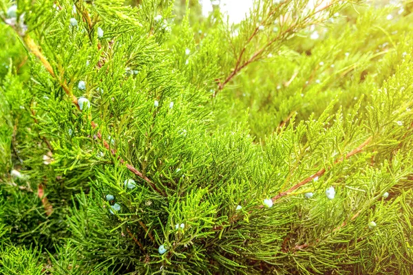 Green Leaves Pattern Creeping Juniper Juniperus Horizontalis — Stock Photo, Image