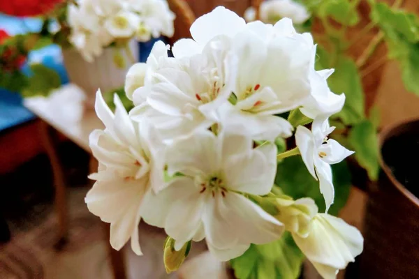 Vue Sur Les Fleurs Blanches Géranium Belles Fleurs Dans Salle — Photo