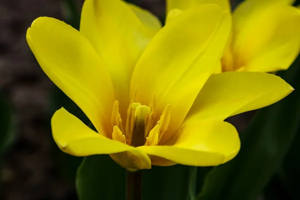 Fiore Tulipano Con Sfondo Foglia Verde Nel Campo Tulipano Inverno — Foto Stock