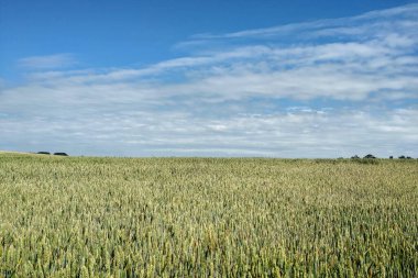 Yeşil buğday tarlası ve mavi gökyüzü. Doğa arkaplanı