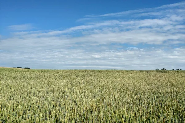 Campo Trigo Verde Céu Azul Natureza Fundo — Fotografia de Stock