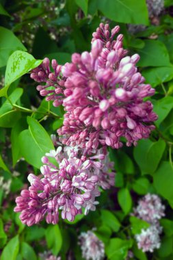 Bahçede mor leylak dalı