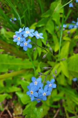 Çimenlerdeki güzel mavi çiçeklerin üst manzarası