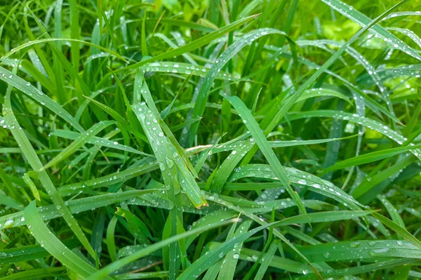 Utsikt Över Det Gröna Gräset Med Daggdroppar Morgonen — Stockfoto