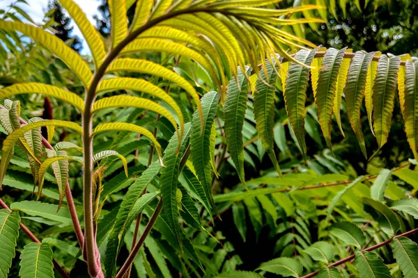 Belle Foglie Verdi Lucenti Una Pianta Sfondo — Foto Stock