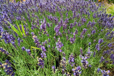 Güneşli bir günde güzel, parlak bir lavanta tarlası. Tıbbi amaçlar için kullanılır.