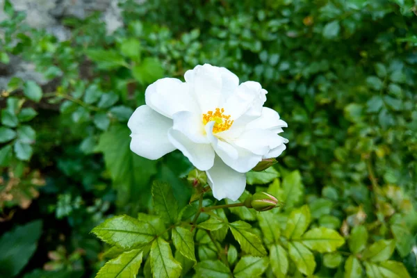 Belle Rose Blanche Dans Jardin Parc — Photo